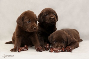 Шоколадные щенки лабрадора от Шани & Роад
