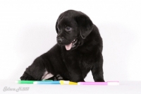 Чёрный щенок Лабрадора ретривера счастлив игрой с цветными фломастерами 