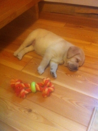 Лабрадор ретривер Цивилия Гранта - Миа крепко спит рядом с любимой игрушкой