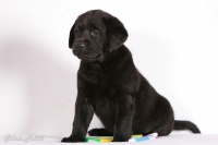 Чёрный щенок Лабрадора ретривера играет с цветными фломастерами