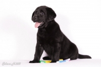 Чёрный щенок Лабрадора ретривера сидит среди цветных палочек 