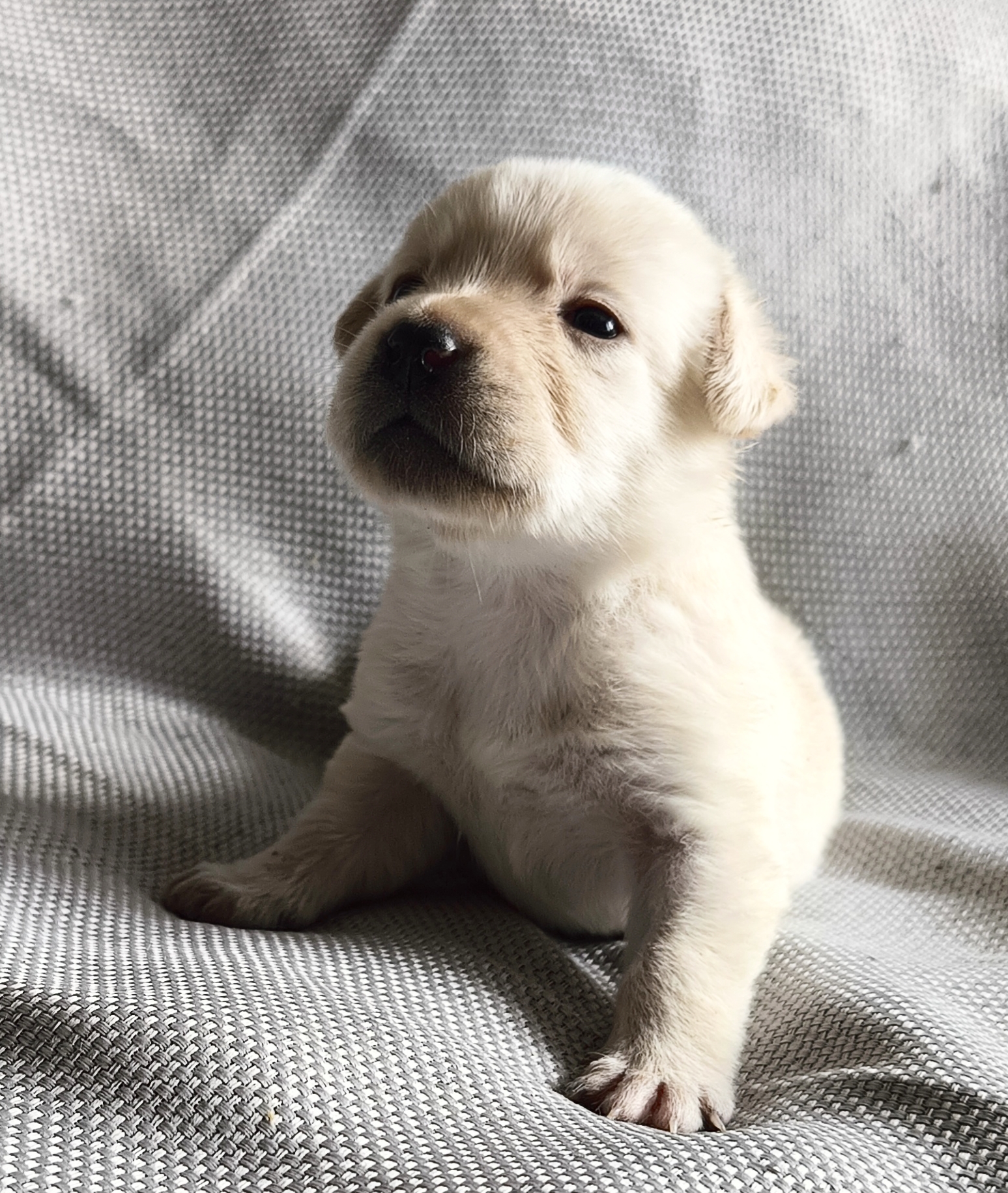 Совсем маленькие палевые щенки лабрадора