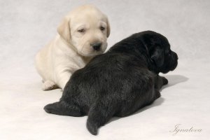 палевый и черный щенок лабрадора