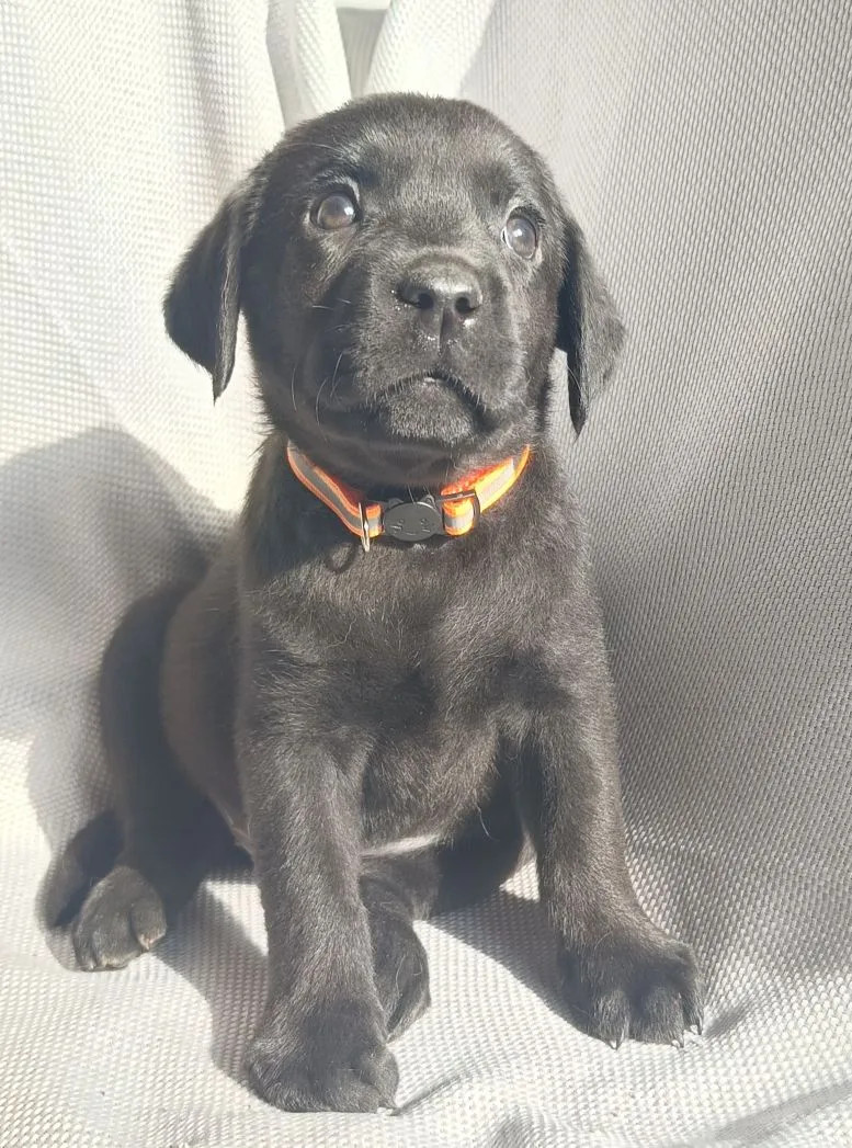 Черные лабрадоры это классика!