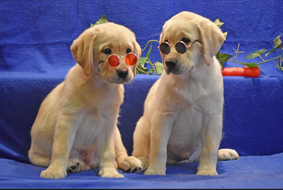 Два свободных палевых мальчика лабрадора