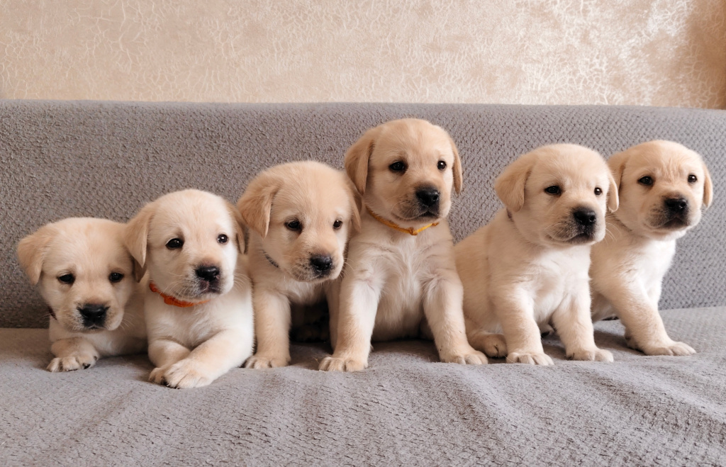 Шесть палевых кобелей