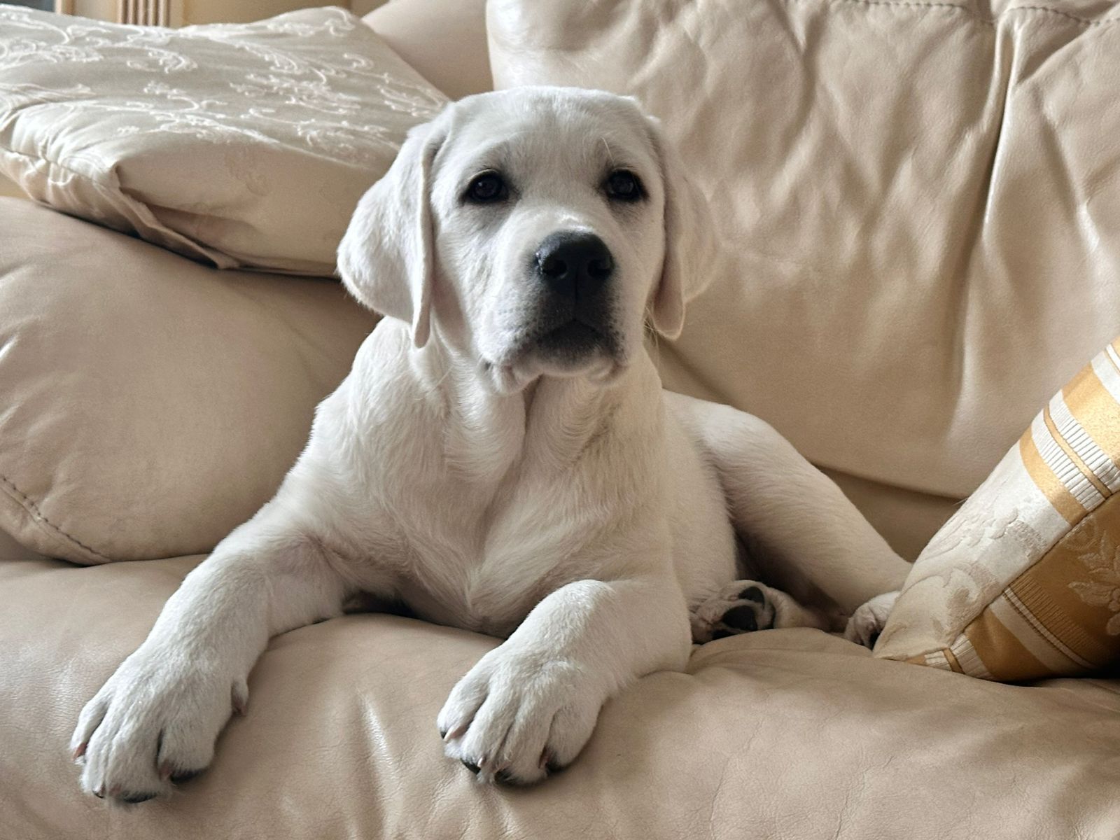 Палевые щенки разных оттенков