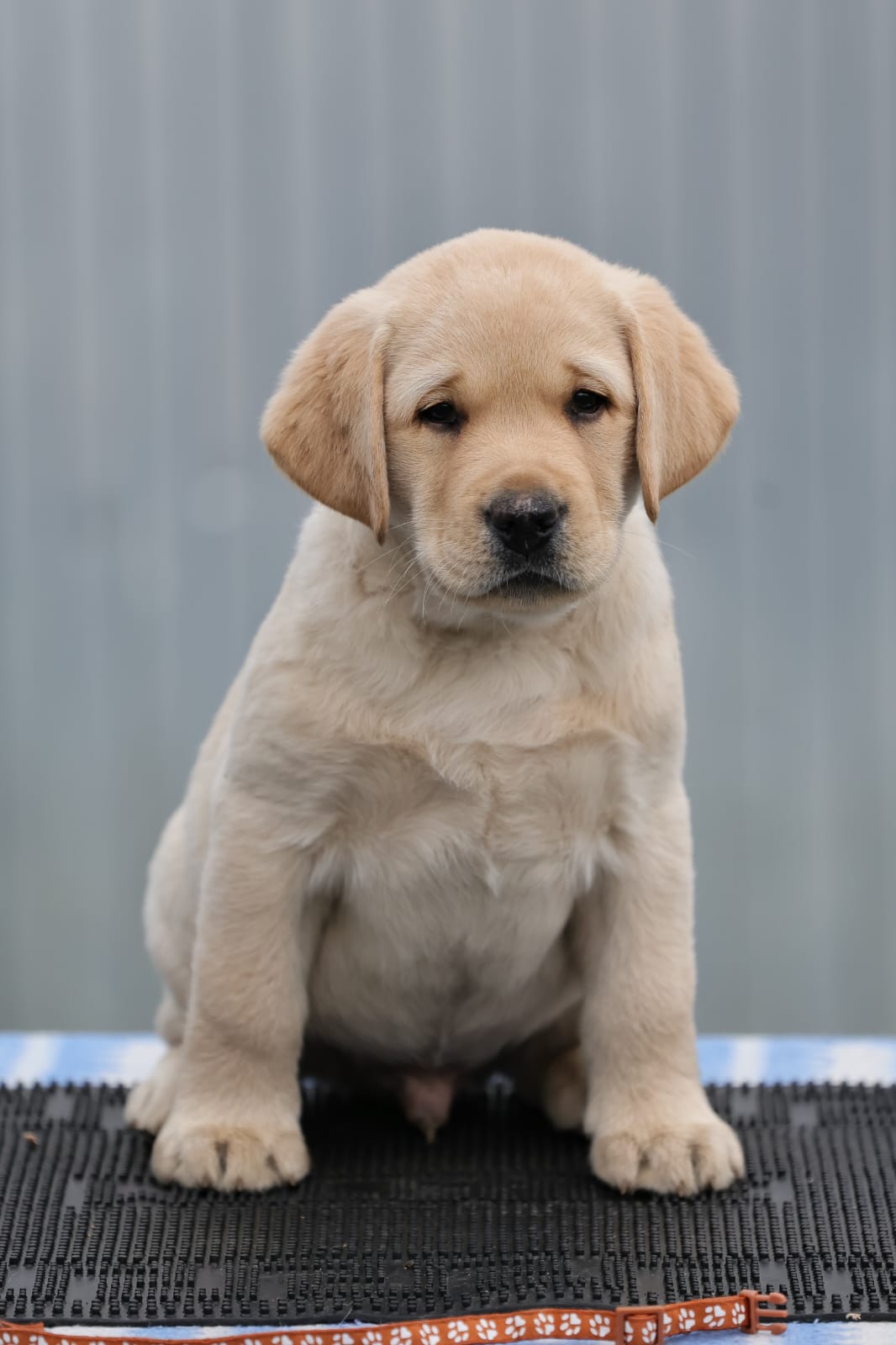 Палевые и чёрные щенки лабрадора