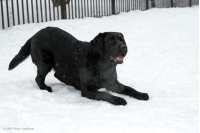 Лабрадор ретривер Черри играет на снегу