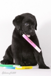 Чёрный щенок Лабрадора ретривера играет с розовым фломастером 