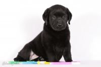 Чёрный щенок Лабрадора ретривера позирует сидя среди цветных палочек