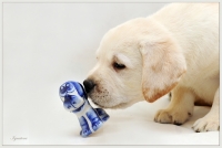 Палевый щенок Лабрадора ретривера играет с фарфоровой игрушкой