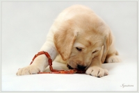 Палевый щенок Лабрадора ретривера в нарядном красном браслете 