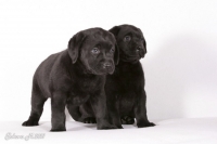 Чёрный щенок Лабрадора ретривера стоит рядом с другом, который сидит
