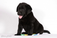 Чёрный щенок Лабрадора ретривера хорошо смотрится с цветными карандашами 