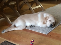 Щенок лабрадора сладко спит на коврике 