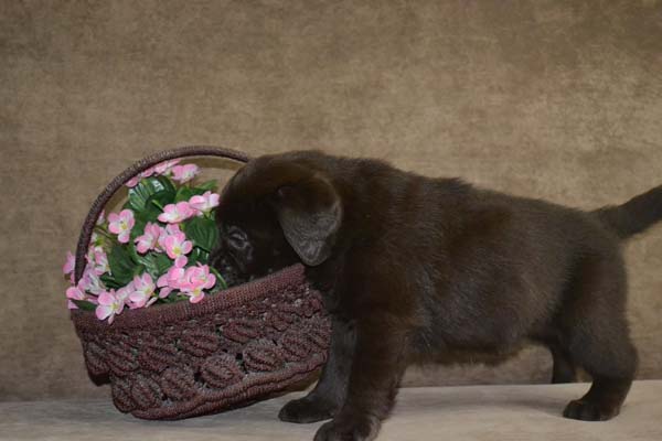 Щенок лабрадора нашел корзину с цветами